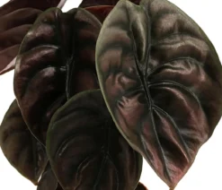 Pfeilblatt - Alocasia cuprea 'Red Secret'