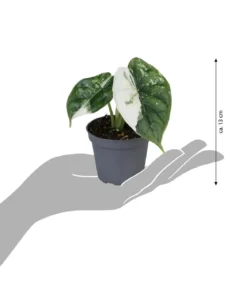 Pfeilblatt - Alocasia 'Dragon Scale' variegata