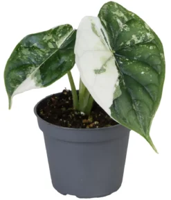 Pfeilblatt - Alocasia 'Dragon Scale' variegata