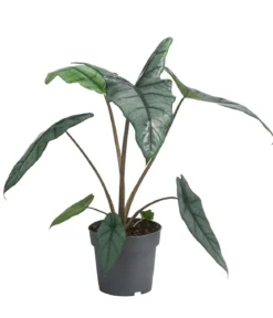 Pfeilblatt - Alocasia heterophylla 'Dragons Breath'