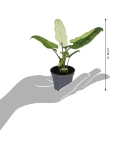 Pfeilblatt - Alocasia lauterbachiana variegata