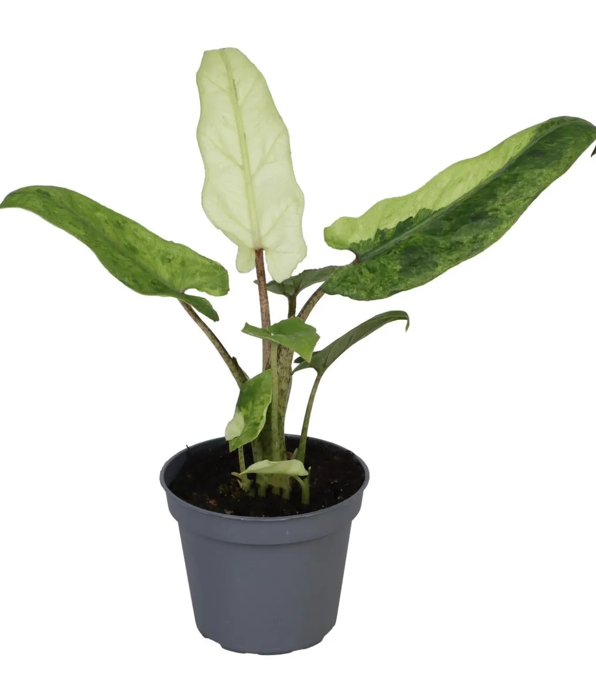 Pfeilblatt - Alocasia lauterbachiana variegata