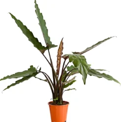 Pfeilblatt - Alocasia lauterbachiana