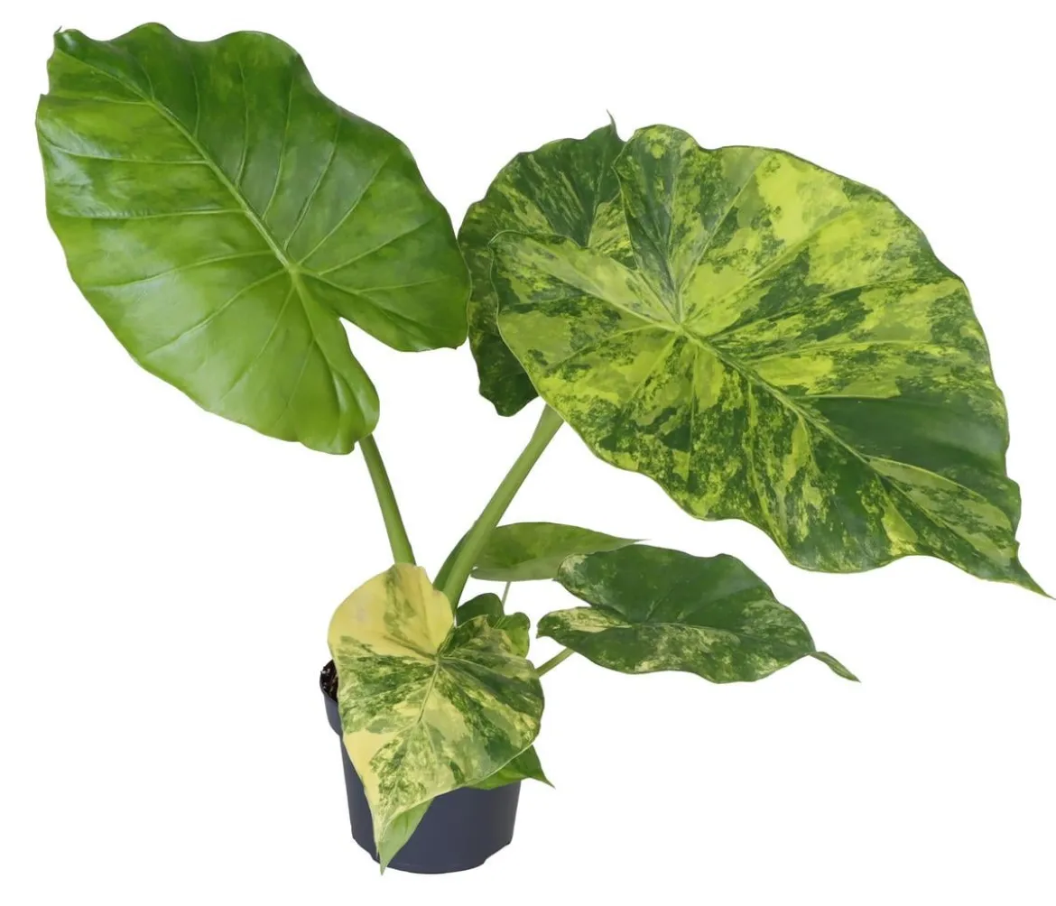 Pfeilblatt - Alocasia macrorrhiza 'Aurea' variegata