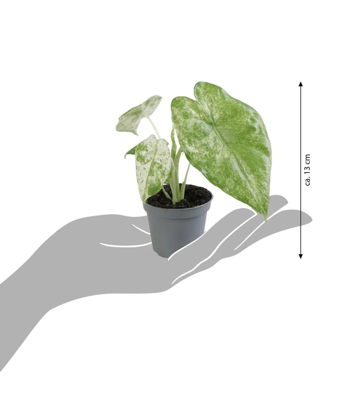 Pfeilblatt - Alocasia macrorrhiza 'Splash'
