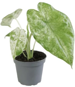 Pfeilblatt - Alocasia macrorrhiza 'Splash'