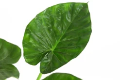 Pfeilblatt - Alocasia macrorrhiza