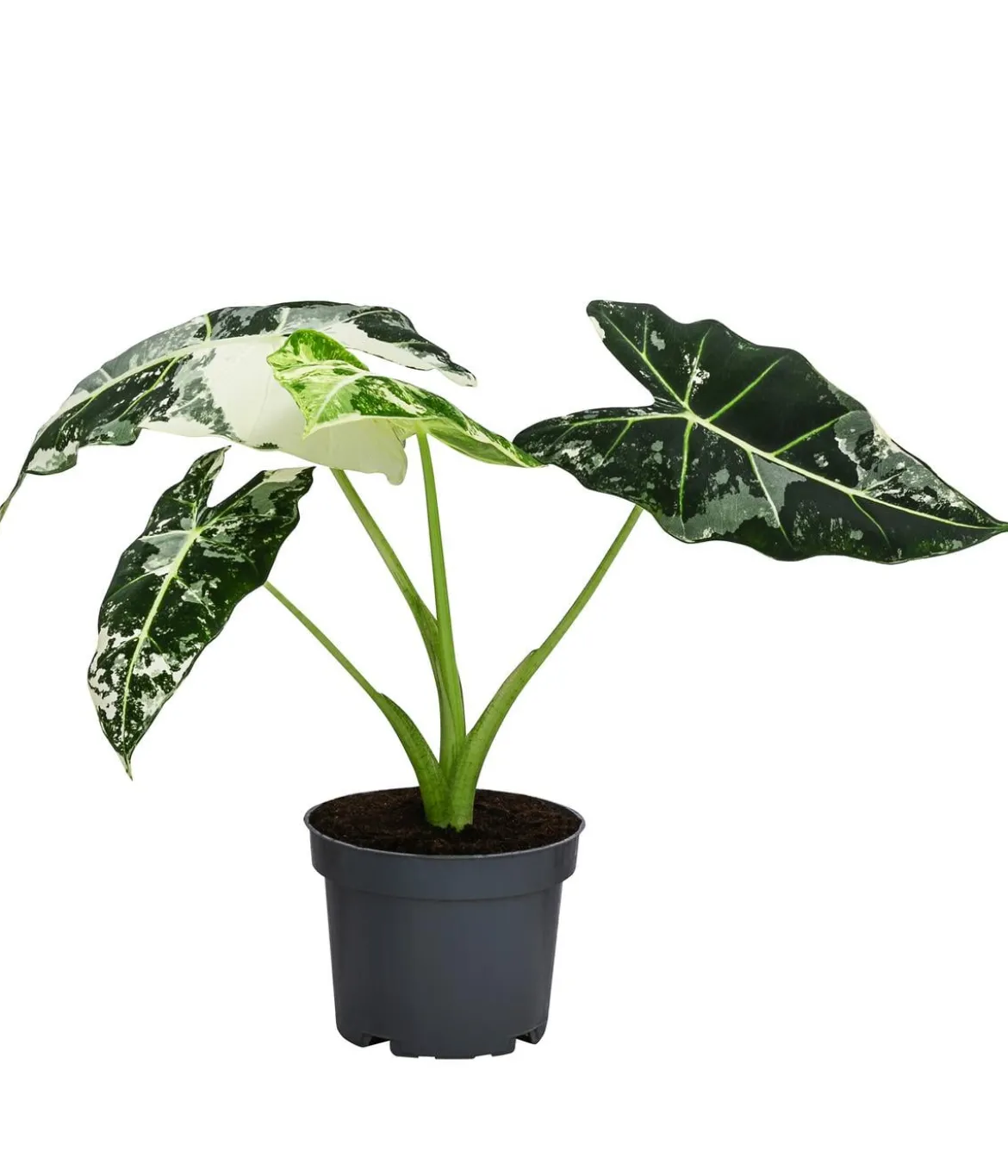 Pfeilblatt - Alocasia micholitziana 'Frydek' variegata, panaschiert