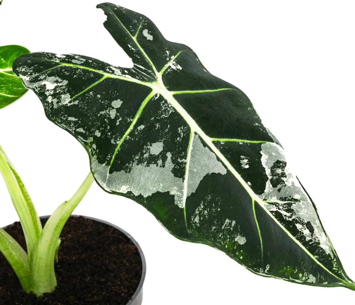 Pfeilblatt - Alocasia micholitziana 'Frydek' variegata, panaschiert