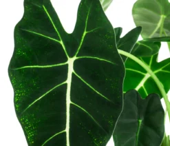 Pfeilblatt - Alocasia micholitziana 'Frydek'