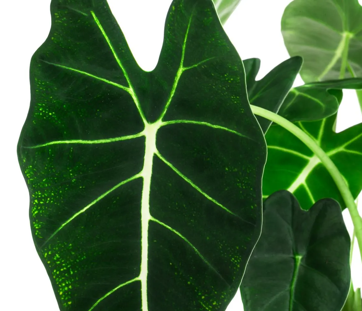 Pfeilblatt - Alocasia micholitziana 'Frydek'