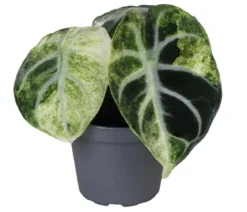 Pfeilblatt - Alocasia 'Ninja' variegata