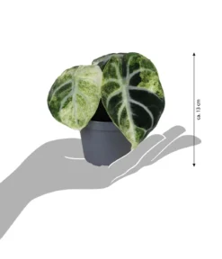 Pfeilblatt - Alocasia 'Ninja' variegata
