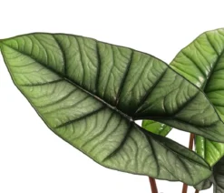 Pfeilblatt - Alocasia 'Platinum'