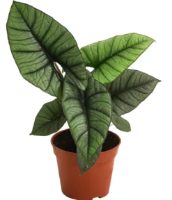 Pfeilblatt - Alocasia 'Platinum'
