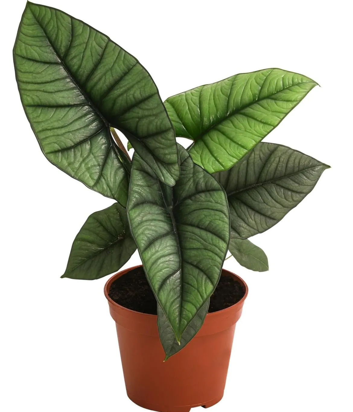 Pfeilblatt - Alocasia 'Platinum'