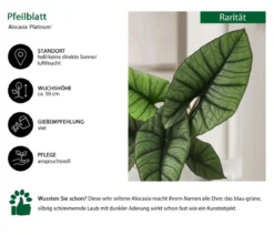 Pfeilblatt - Alocasia 'Platinum'