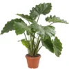 Pfeilblatt - Alocasia portodora