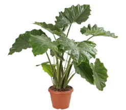Pfeilblatt - Alocasia portodora