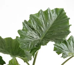Pfeilblatt - Alocasia portodora