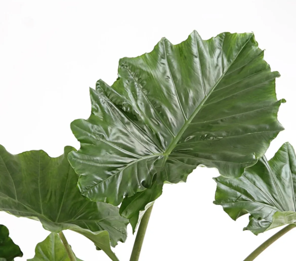 Pfeilblatt - Alocasia portodora
