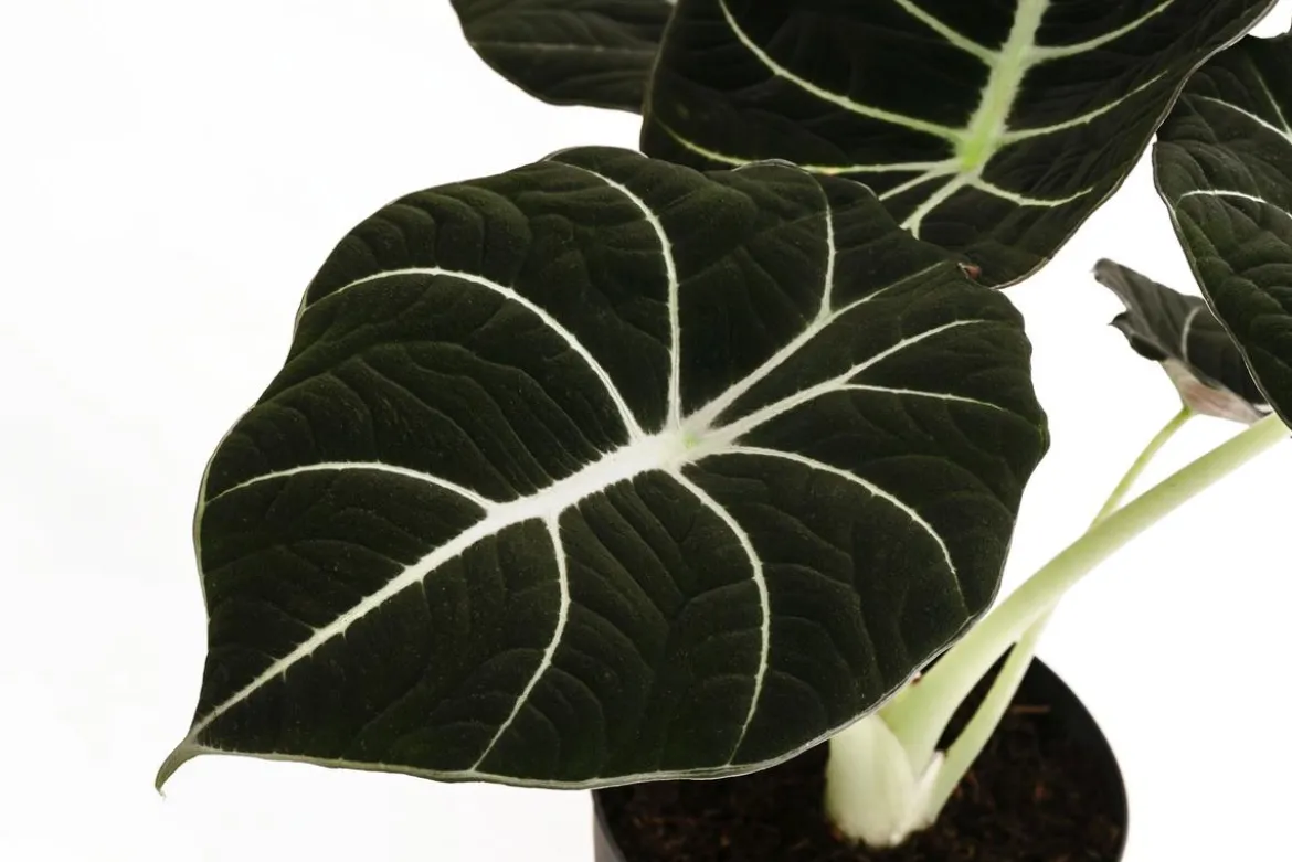 Pfeilblatt - Alocasia reginula 'Black Velvet'
