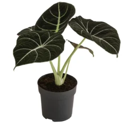 Pfeilblatt - Alocasia reginula 'Black Velvet'