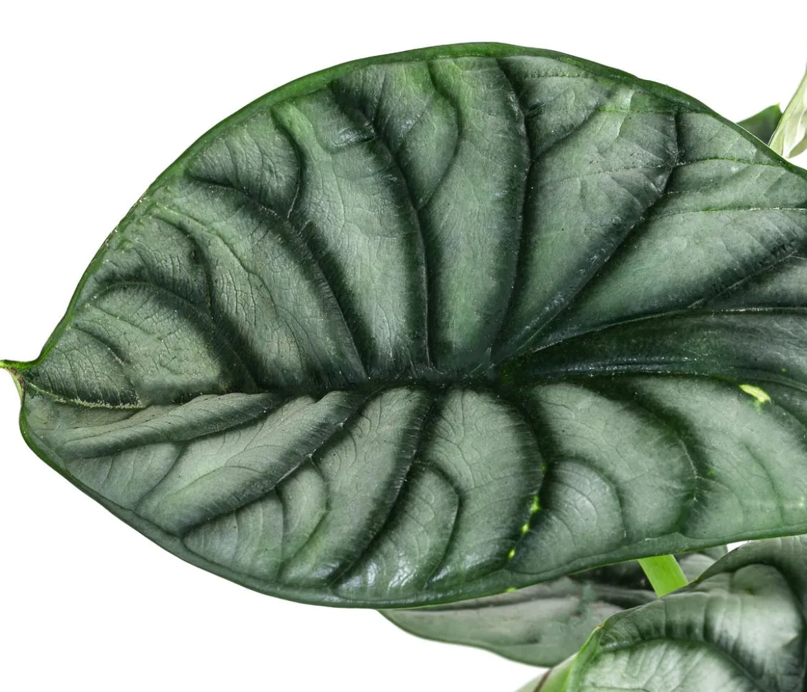 Pfeilblatt - Alocasia 'Silver Dragon'