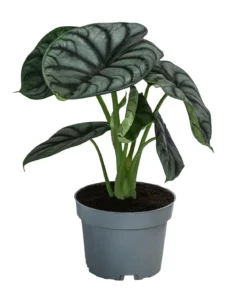 Pfeilblatt - Alocasia 'Silver Dragon'