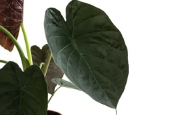 Pfeilblatt - Alocasia 'Wentii'