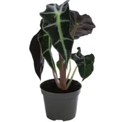 Pfeilblatt - Alocasia x. amazonica 'Bambino Curly'