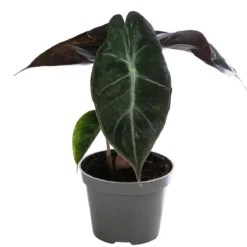 Pfeilblatt - Alocasia 'Yucatan Princess'