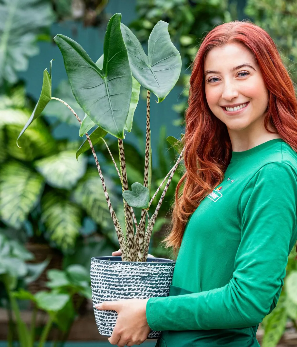 Pfeilblatt - Alocasia zebrina