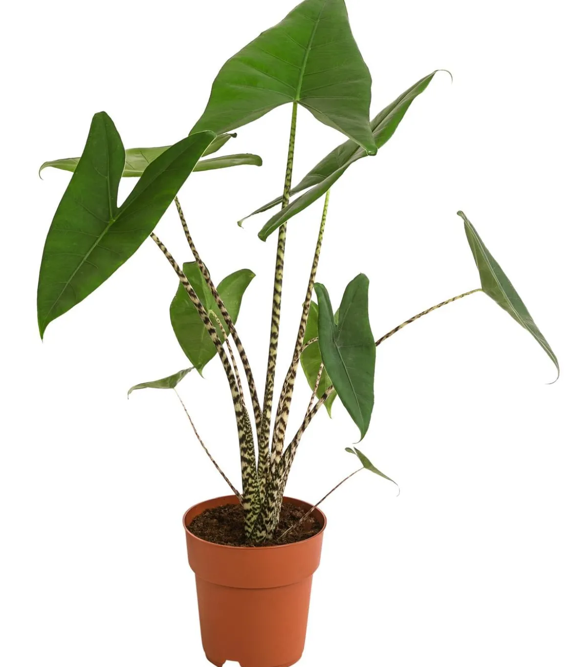 Pfeilblatt - Alocasia zebrina