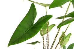Pfeilblatt - Alocasia zebrina