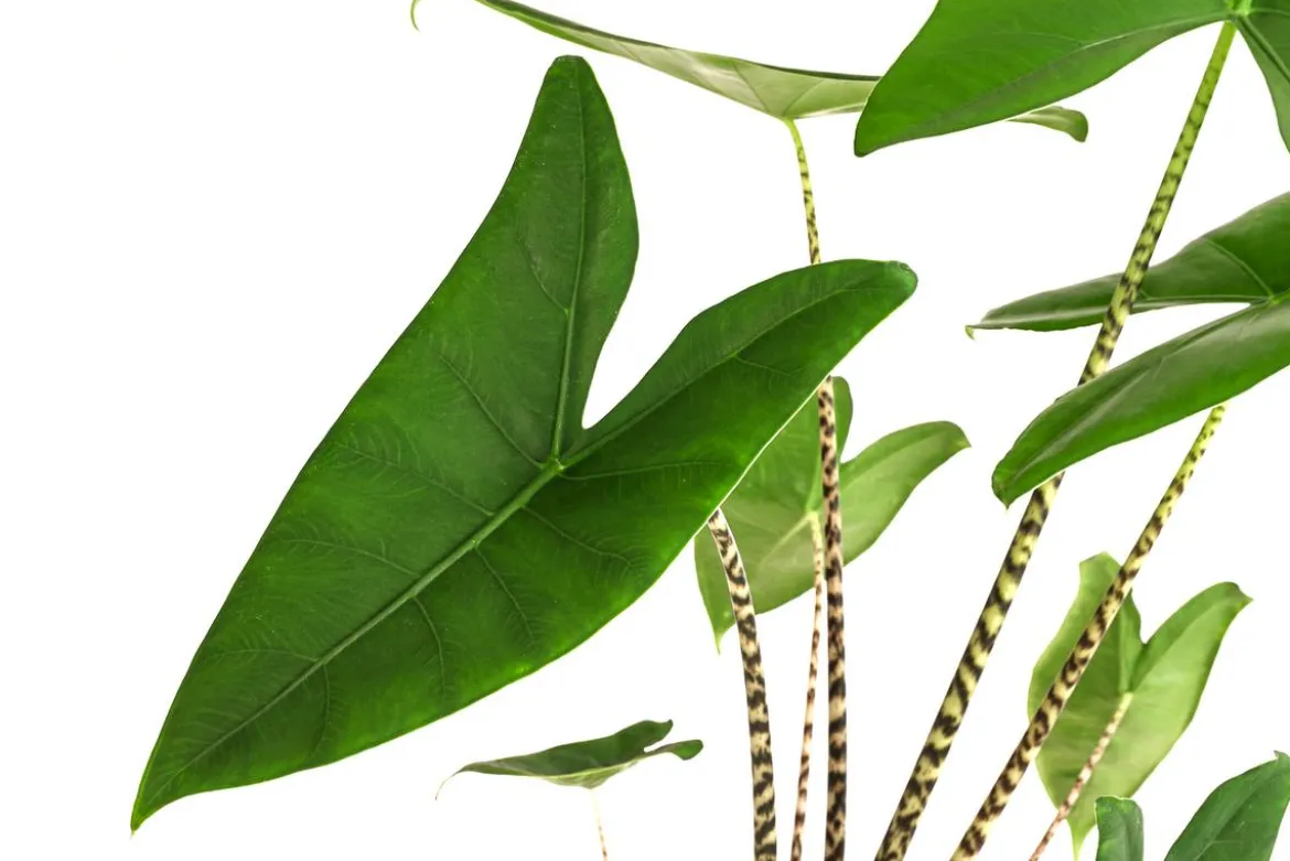 Pfeilblatt - Alocasia zebrina