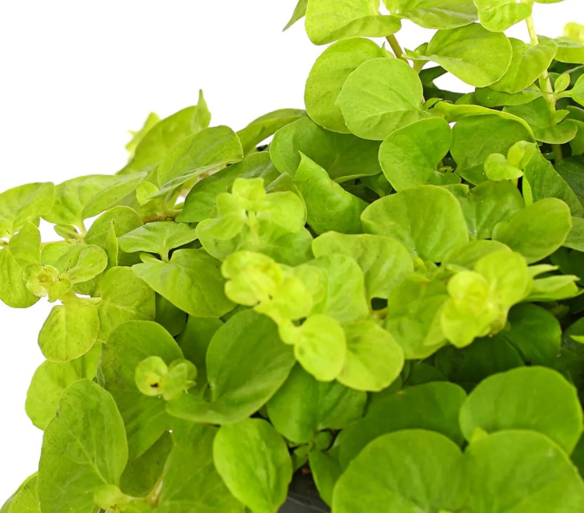 Pfennigkraut 'Goldilocks'