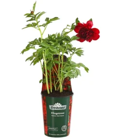 Pfingstrose 'Red Charm'
