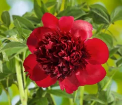 Pfingstrose 'Red Charm'