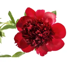 Pfingstrose 'Red Charm'