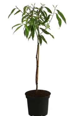 Pfirsich-Aprikose 'Pfirsicose®'