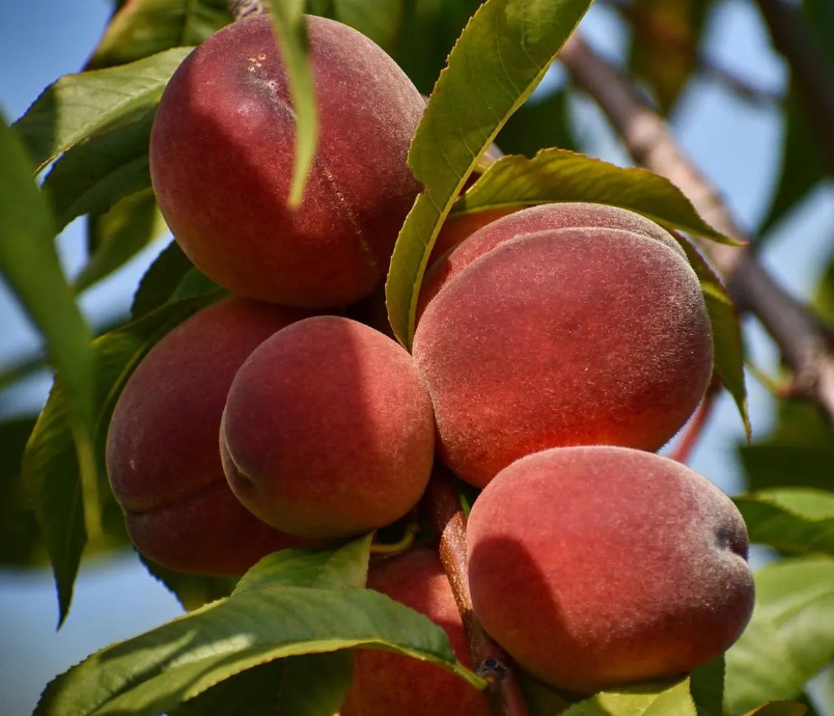 Pfirsich 'Benedicte'