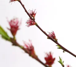 Pfirsich 'Benedicte'