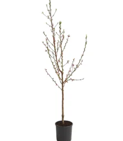 Pfirsich 'Benedicte'