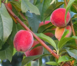Pfirsich 'Roter Weinbergpfirsich'