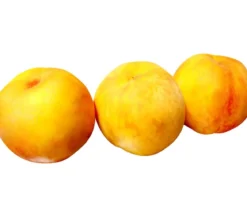 Pfirsich 'Suncrest'