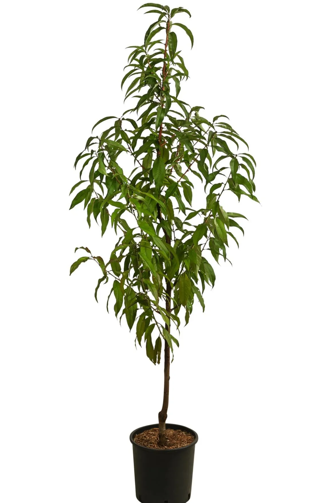 Pfirsich 'Suncrest'
