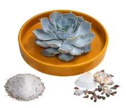 Pflanzen-Arrangement Ibiza, ca. Ø19/H8 cm