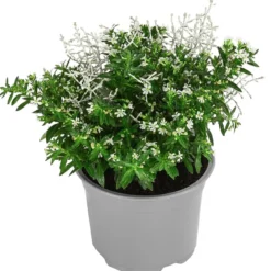 Pflanzen-Duo Herbstbrise, verschiedene Farben