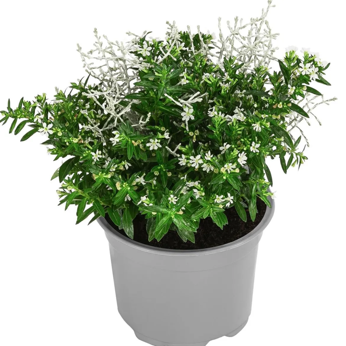 Pflanzen-Duo Herbstbrise, verschiedene Farben